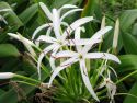 Spider Lily, Hana, Maui
