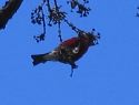 Apapane Bird in Tree Above