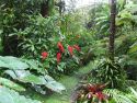 Tropical Garden Path