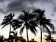 Waikiki Palm Trees