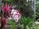 Giant Sumatran Spider Lily, Oahu