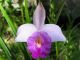Orchid, Kula Garden, Maui