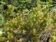 Pincushion Protea Plant