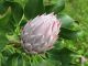 Protea flowerbud, Maui
