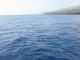 Dolphins and Lanai Coast