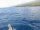 Dolphin Leaping, Lanai