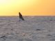 Sunset Whale Breach, Lanai