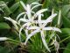 Spider Lily, Hana