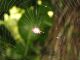Spiny Orb Weaver Spiderweb