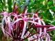 Giant Sumatran Spider Lily, Maui