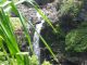 Oheo Waterfall with Hala