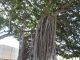 Capitol Banyan Tree
