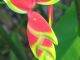 Heliconia Close-up, Oahu