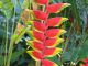 Heliconia on Oahu