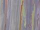 Rainbow Eucalyptus Bark