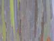 Rainbow Eucalyptus Bark