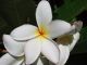 White Plumeria, Oahu