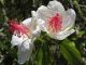 White Hibiscus, Kauai
