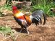 Wild Rooster, Kauai