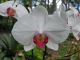 White Orchid, Honolulu