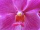 Pink Orchid, Honolulu