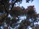 Large Ohia Lehua Tree
